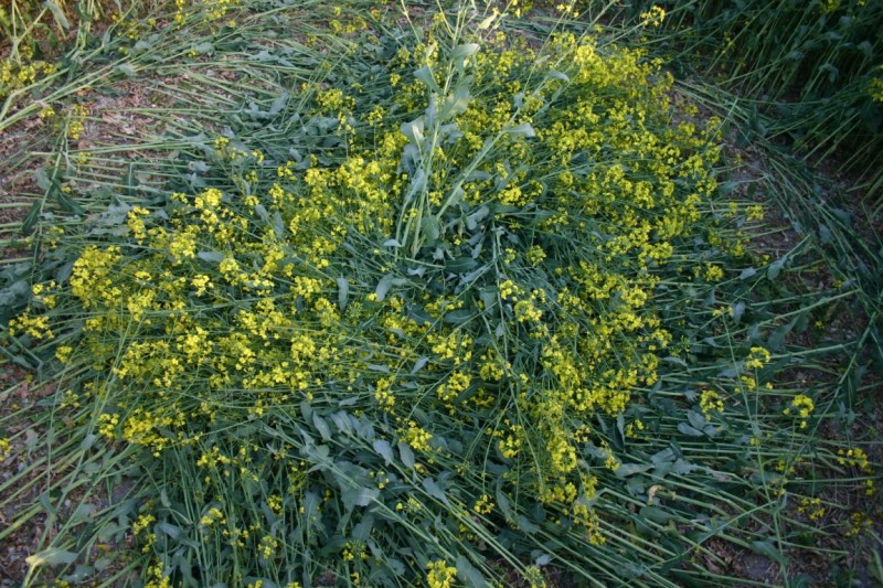 2011年4月麦田怪圈现象