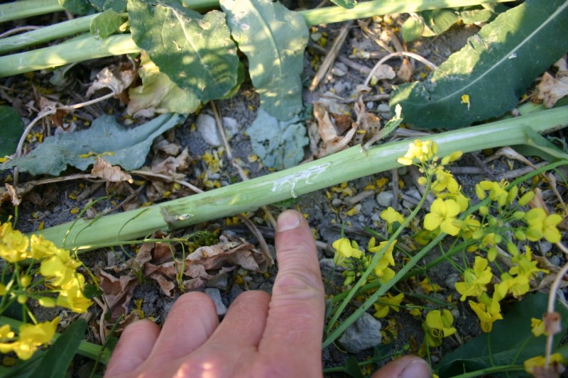 2011年4月麦田怪圈现象